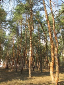 Лікувальний заклад має повний спектр діагностичного обладнання: від лабораторій, цифрового рентген-апарата до МРТ, КТ та установки для зняття електроенцефалограмми